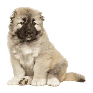 Kaukasischer Owtscharka Puppy