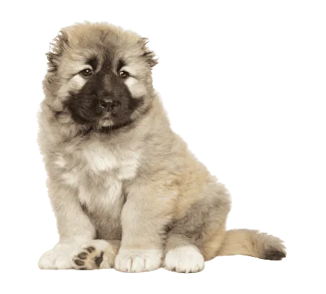 Kaukasischer Owtscharka Puppy