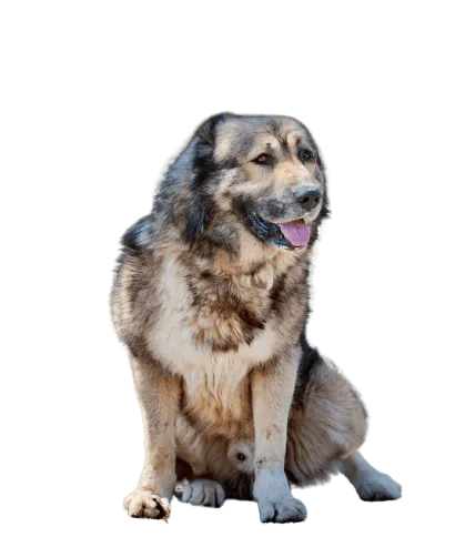 Kaukasischer Owtscharka Bild 5