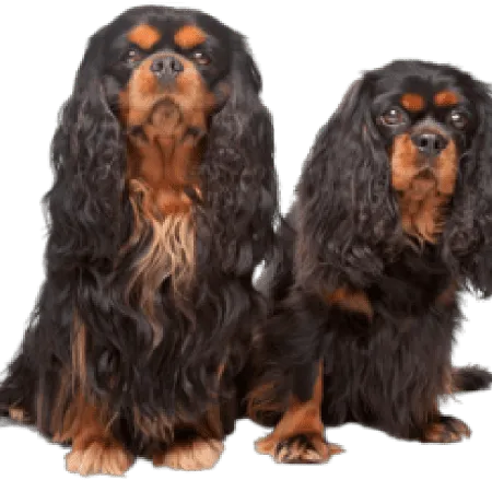 King Charles Spaniel