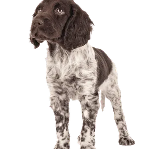 Kleiner Münsterländer Puppy