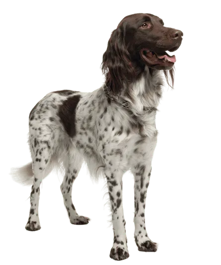 Kleiner Münsterländer Adult