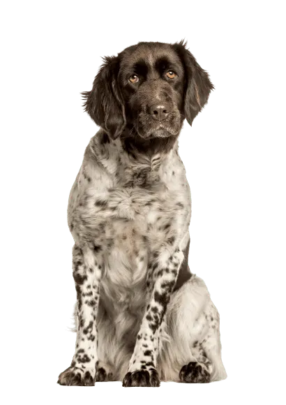 Kleiner Münsterländer Senior