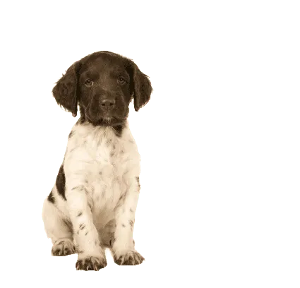 Kleiner Münsterländer Profile
