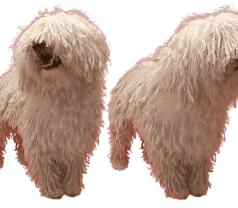Komondor Bild 2