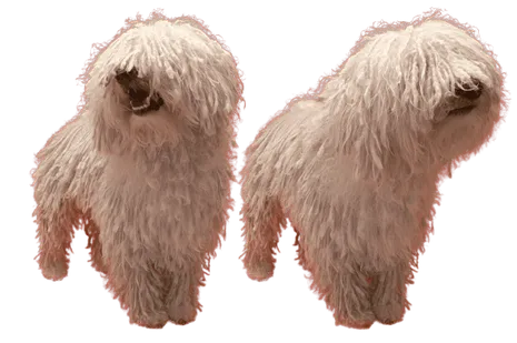 Komondor Bild 2