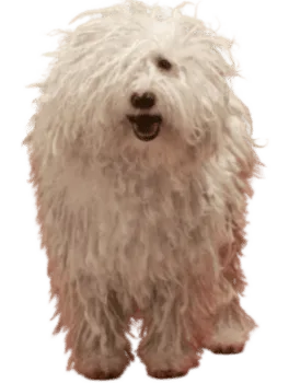 Komondor