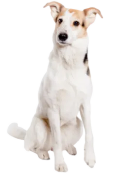 Kurzhaarcollie