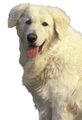 Kuvasz