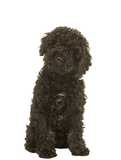 Labradoodle (1)