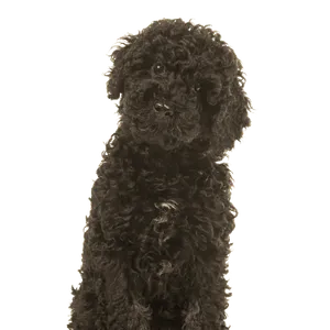 Labradoodle (1)