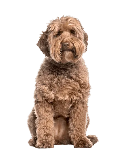 Labradoodle (2)