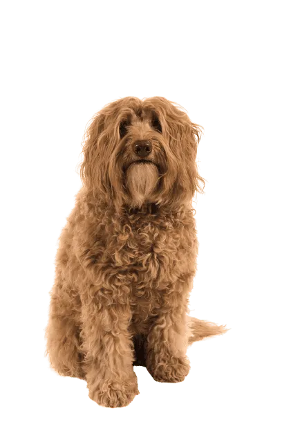 Labradoodle (4)