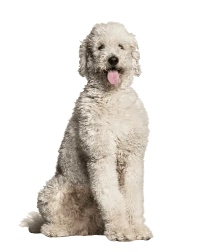 Labradoodle (3)