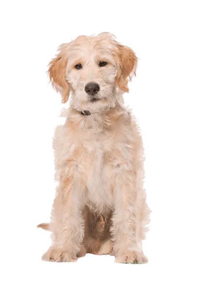 Labradoodle (5)