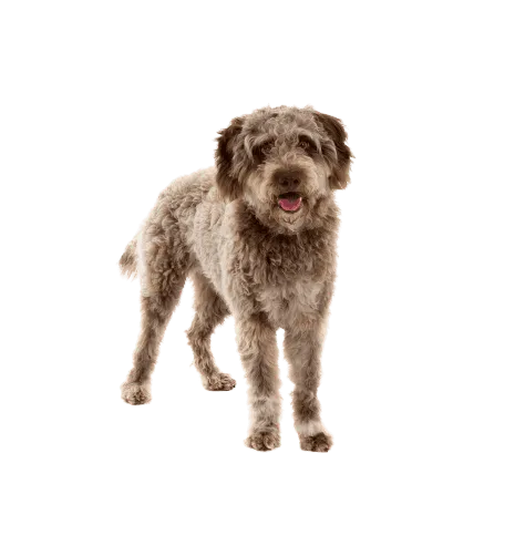 Lagotto Romagnolo (2)