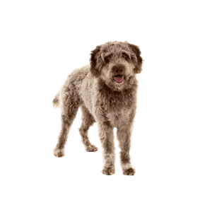 Lagotto Romagnolo (2)