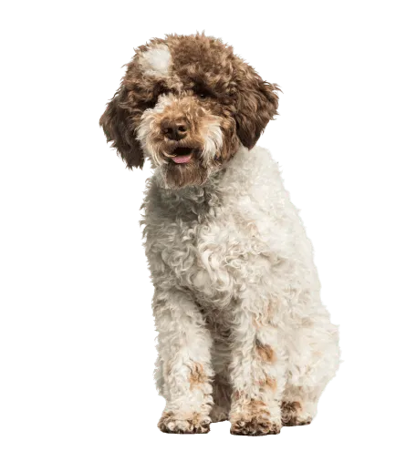 Lagotto Romagnolo (1)