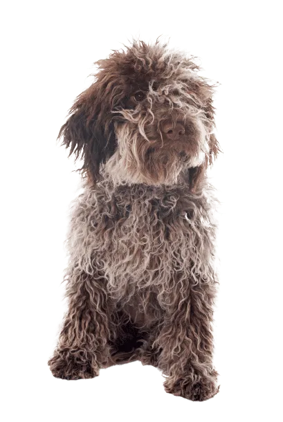 Lagotto Romagnolo (3)
