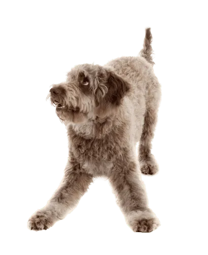 Lagotto Romagnolo (5)