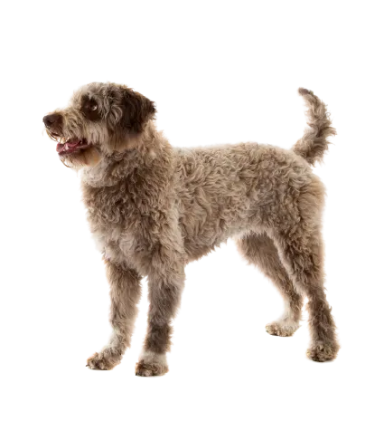 Lagotto Romagnolo (6)
