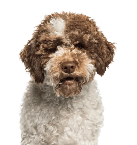 Lagotto Romagnolo