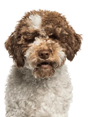 Lagotto Romagnolo