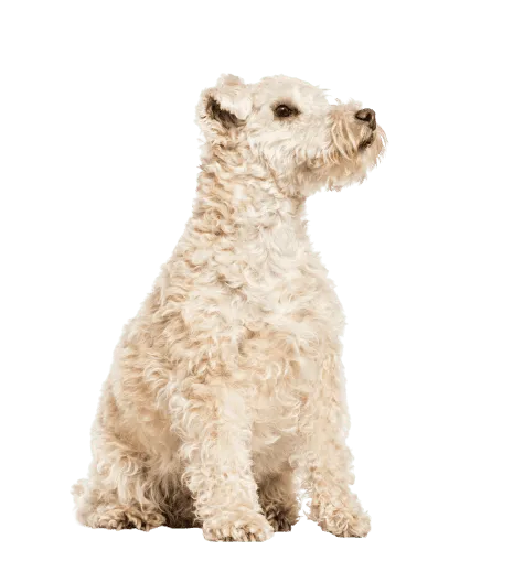 Lakeland Terrier (5)