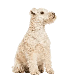 Lakeland Terrier (5)
