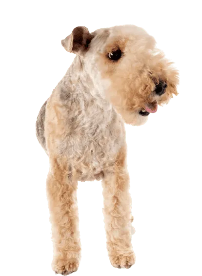 Lakeland Terrier (4)