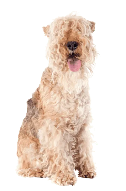 Lakeland Terrier (2)