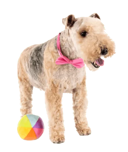 Lakeland Terrier (3)
