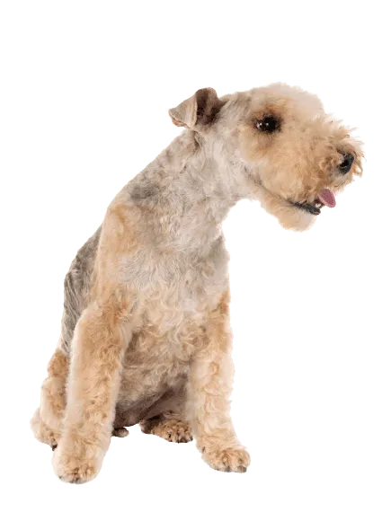 Lakeland Terrier (6)
