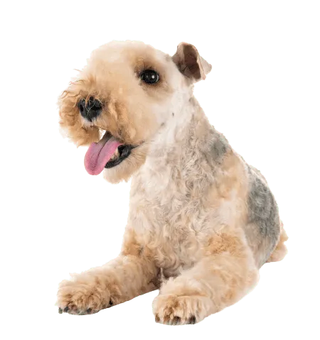 Lakeland Terrier