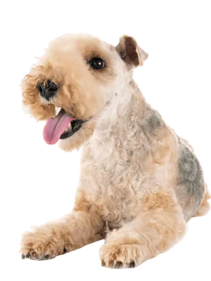 Lakeland Terrier