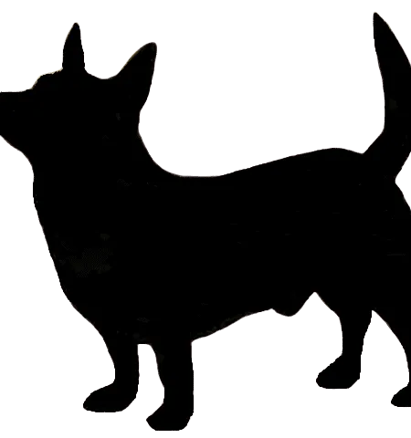 Lancashire Heeler
