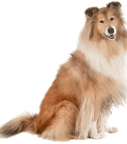 Langhaarcollie Bild 4