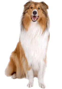 Langhaarcollie