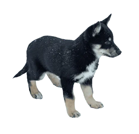Lappländischer Rentierhund Bild 2