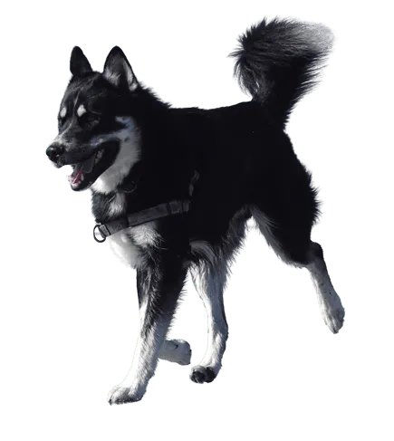 Lappländischer Rentierhund adult