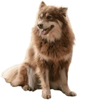 Lappländischer Rentierhund