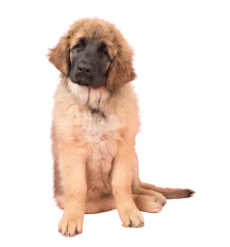 Leonberger Puppy