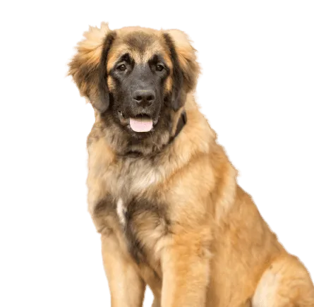 Leonberger Bild 3
