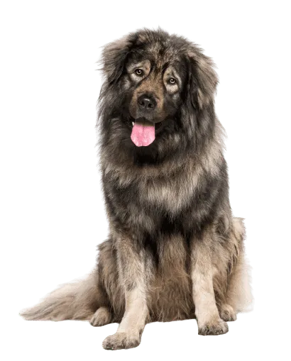Leonberger Senior
