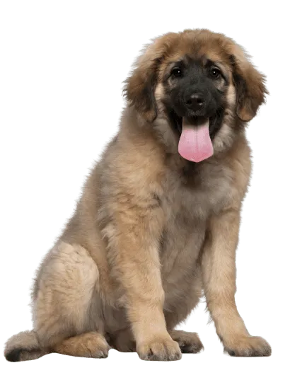 Leonberger 2