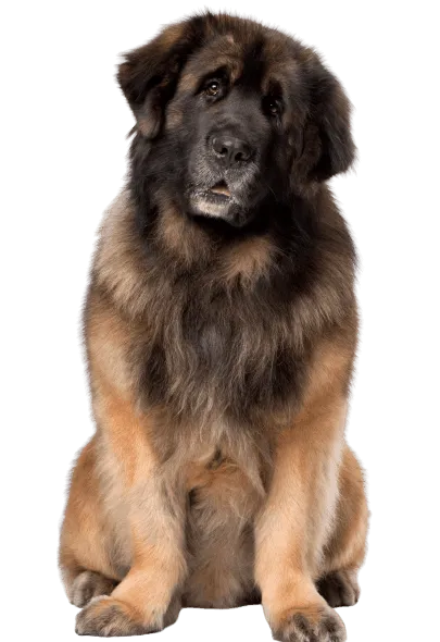 Leonberger