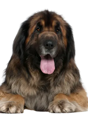 Leonberger Profile