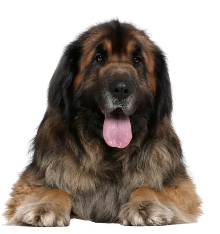 Leonberger Profile