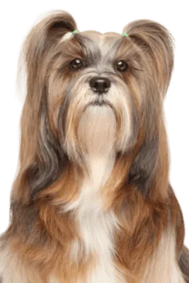 Lhasa Apso