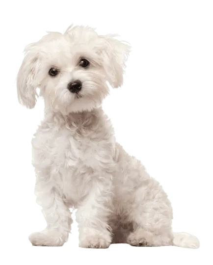 Malteser Puppy